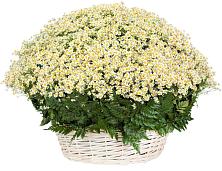 Цветочная композиция из Ромашки в корзине #REPLACE_PRED# Кукуштан